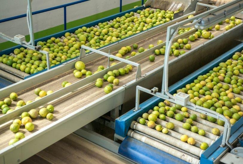 Food processing line, automated sorting, fruit conveyor, food manufacturing, industrial control systems, United Automation, produce handling